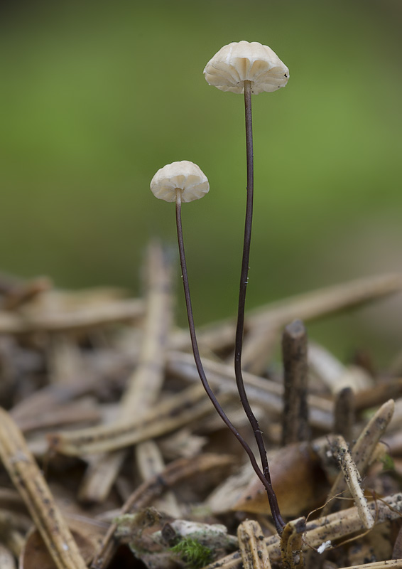 Marasmius wettsteinii